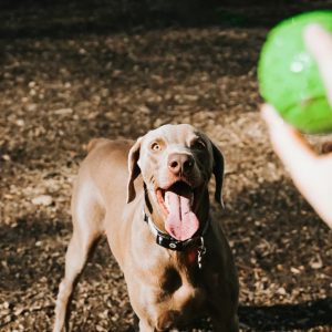 Why Every Housing Complex Must Have a Dog Park icon